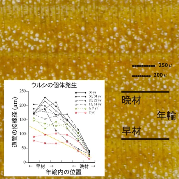 The Japanese lacquer trees specimen